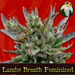 Best Cannabis Seeds - CropKingSeeds Lambs Breath - SanLuisObispo