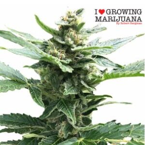 Best Cannabis Seeds - ILGM Northern Lights - SanLuisObispo