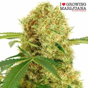 Best Cannabis Seeds - ILGM White Widow - SanLuisObispo
