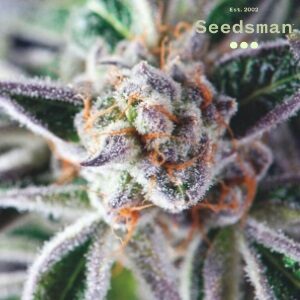 Best Cannabis Seeds - Seedsman DoSiDos - SanLuisObispo