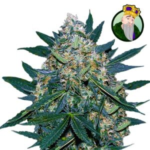 Best Weed Seeds - CropKingSeeds Black Indica Fem - SanLuisObispo