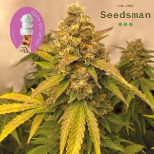 Best Weed Seeds - Seedsman Gelat OG Auto - SanLuisObispo