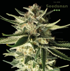 Best Weed Seeds - Seedsman Purple Ghost Candy - SanLuisObispo