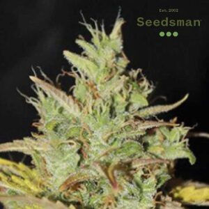 Best Weed Seeds - Seedsman White Widow Auto - SanLuisObispo