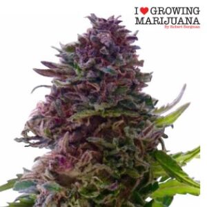 Feminized Seeds - ILGM Granddaddy Purple - Sacbee
