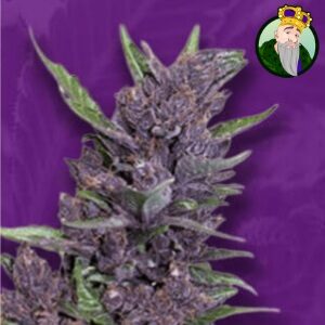 Autoflower Seeds - Cropkingseeds Purplekush - Sacbee