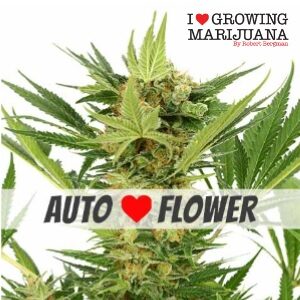Autoflower Seeds - ILGM AK47 - Sacbee