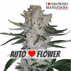 Autoflower Seeds - ILGM GG4 - Sacbee