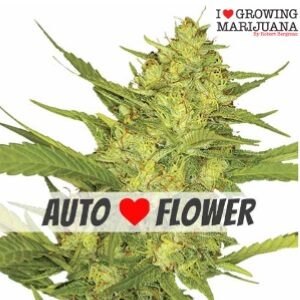 Autoflower Seeds - ILGM Sour Diesel - Sacbee