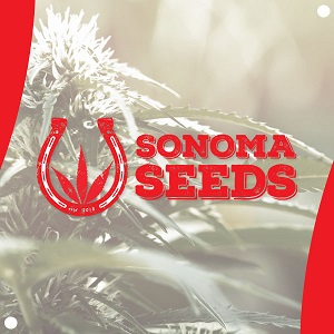 Best Autoflower Seed Banks - Sonoma Seeds - Modbee
