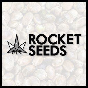 Best Cannabis Seed Banks - Rocket Seeds - BND
