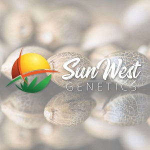 Best Cannabis Seed Banks - Sunwest Genetics - Sacbee