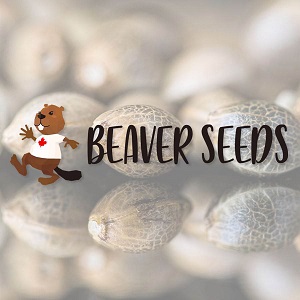 Best Weed Seed Banks - Beaver Seeds - Sacbee