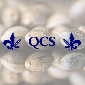 Buy Marijuana Seeds - QCS - Sacbee