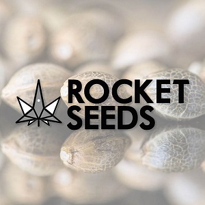 Buy Marijuana Seeds - Rocket Seeds - Sacbee