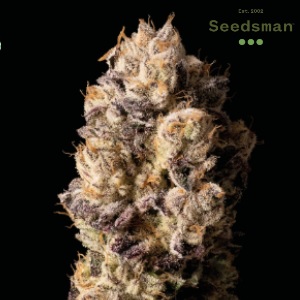 Seedsman Review - Peyote Gorilla - Modbee