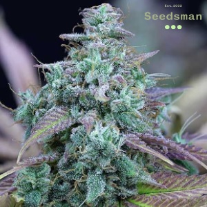 Seedsman Review - Strawberry Cheesecake - Modbee