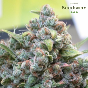 Seedsman Review - White Widow - Modbee