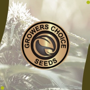 Best Seed Banks USA - GrowersChoice - Modbee