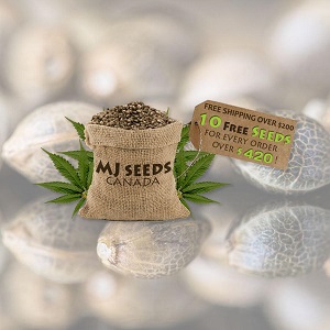 Best Seed Banks USA - MJSeeds - Sacbee