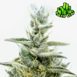 Feminized Seeds - SeedCity - GreenCrack - Inquirer