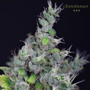 Feminized Seeds - Seedsman - Alaskan Purple - Inquirer