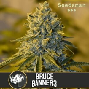 Feminized Seeds - Seedsman - BruceBanner - Inquirer