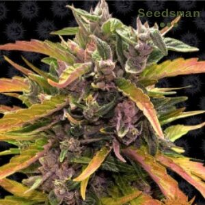 GG4 Weed Strain - Seedsman GG4 - Sacbee
