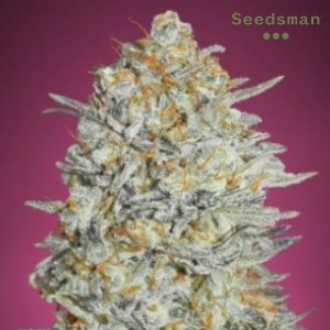 Gelato 33 Weed Strain - Seedsman Gelato - Sacbee