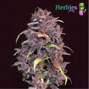 Herbies Seeds Review - Purple Lemonade - Sacbee
