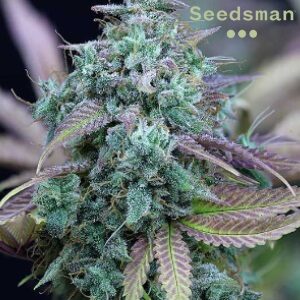 Seedsman Review - Strawberry Cheesecake - Sacbee
