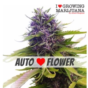 Best Cannabis Seeds ILGM Blueberry AutoTheNewstribune
