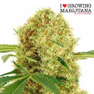 Best Cannabis Seeds ILGM WhiteWidowFem TheNewstribune