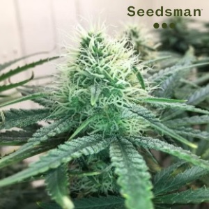 Best Cannabis Seeds - Seedsman BlueDream - SanLuisObispo