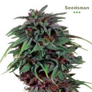 BestMarijuanaSeeds Seedsman Durban Poison TheNewsTribune