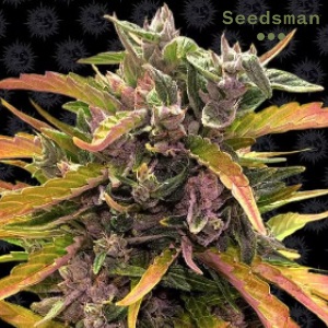 BestMarijuanaSeeds Seedsman GG4 TheNewsTribune