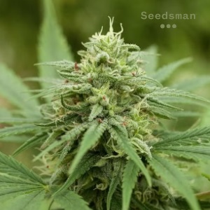 BestMarijuanaSeeds Seedsman PineappleExpress TheNewsTribune