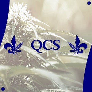 Buy Weed Seeds QCS Modbee