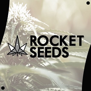 Buy Weed Seeds RocketSeeds WRTV