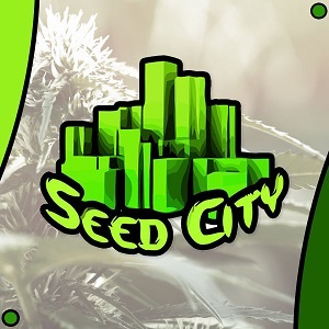 Cannabis Seeds for Sale SeedCity Modbee