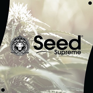 Cannabis Seeds for Sale SeedSupreme Modbee
