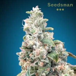 Harlequin Seeds Seedsman Sacbee