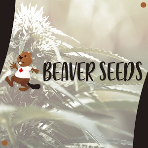 Buy Weed Seeds BeaverSeeds Modbee