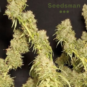 GreenCrackSeeds Seedsman Sacbee