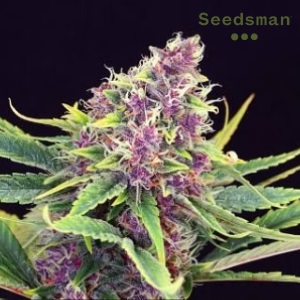 Purple Kush Seeds Seedsman Sacbee